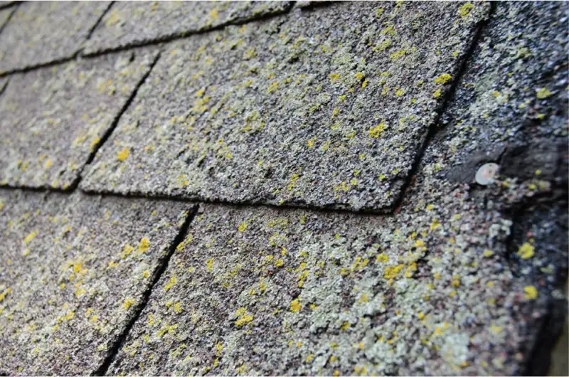 gloeocapsa magma degrading shingle roof with nail showing