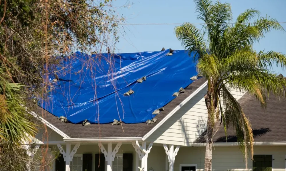 house with roof covered by blue tarp surrounded by palm trees